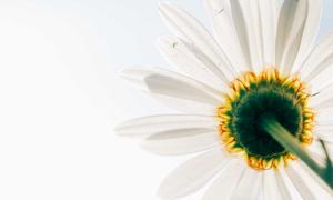 球星